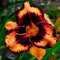 Taglilienzwiebeln-Winterhart MehrjäHrig,Taglilien Pflanzen,Taglilien Zwiebeln Winterhart MehrjäHrig,Hemerocallis Knollen,Winterharte Stauden,Bonsai Pflanze-3zwiebeln-c