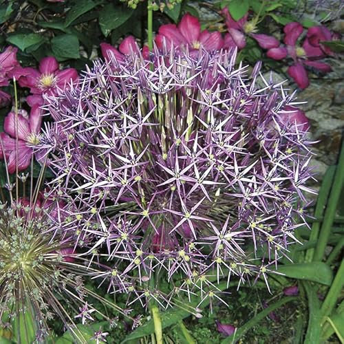 Allium christophii/Ail à boule étoilée/Conteneur de 1 à 1.9 litres/Vivace
