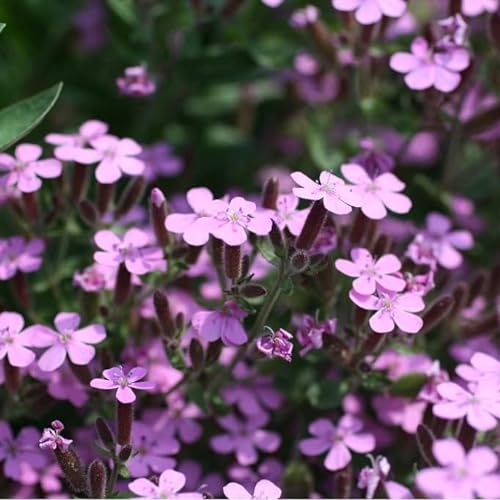 6x Saponaria de Montpellier – Saponaria ocymoides – Godet 9x9cm | Floraison rose, couvre-sol