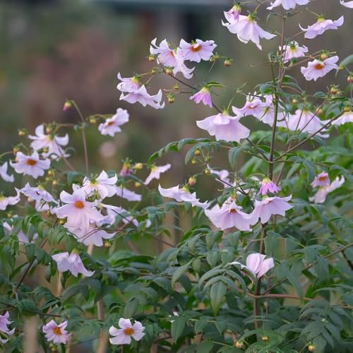 4 pcs dahlien knollen winterhart mehrjährig, dahlien zwiebeln, geschenke blumendeko dahlia dahlie pflanze winterharte pflanzen für garten topfpflanzen draußen winterhart outdoor pflanzen