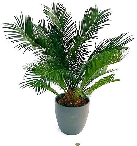 POWERS TO FLOWERS - CYCAS REVOLUTA XXL IN VASO CERAMICA ANTRACITE, pianta vera