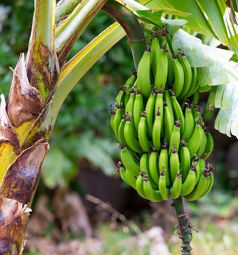 100 semillas de plátano rojas