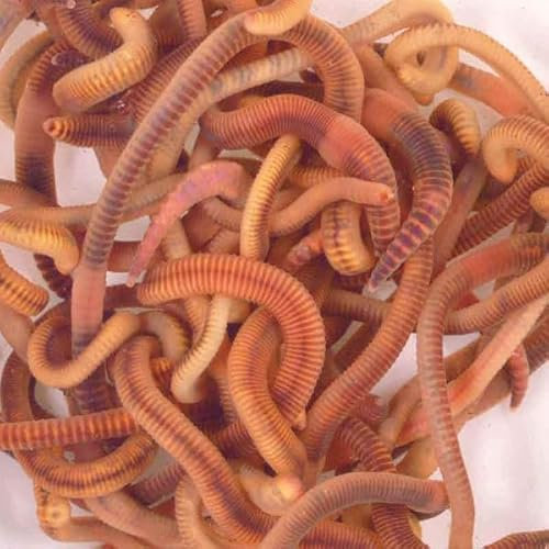Wiggly Wigglers Composting Worms Vermicomposting Red Wiggler Compost Earth Worm For Garden & Farm Composter | Tiger Worms (500g)