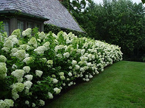 20 pcs semillas Hydrangea paniculata 'vainilla Fraise' fresa de hortensia semillas de flores bonsai semillas de plantas en maceta para el jardín de la casa blanca