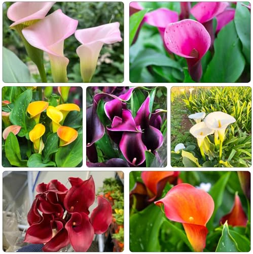 bulbi di calla - Zantedeschia aethiopica - resistenti, in vaso balcone rialzato con letto raro giardino sul d'appartamento esotiche 8pcs