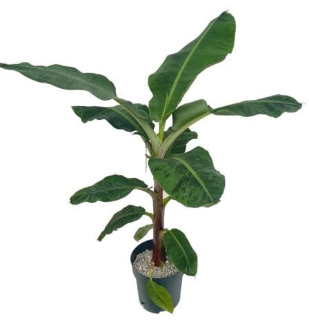 DECOALIVE Bananera Grande ± 100cm de Altura Platanera Natural