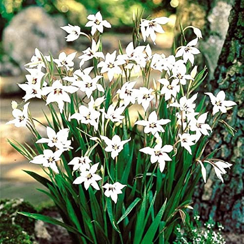 Lot de 10 Bulbes de Glaïeul d'Abyssinie - Acidanthera gladiolus callianthus - calibre 5/6 - La Main Verte