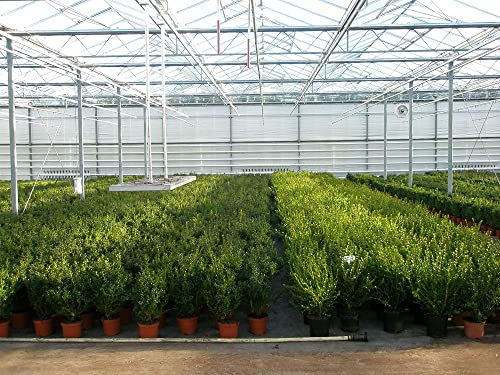1 Pflanze Buchsbaum-Kugel 22-25 cm Ø Buxus sempervirens sempervirens