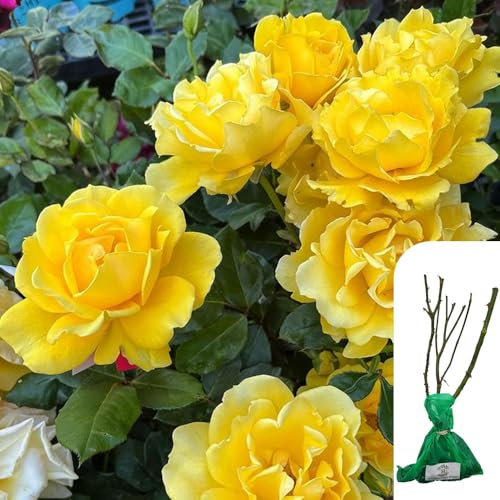 1x Rosa Freedom Hybrid Tea Rose – Bare Root, Yellow Award-Winning Rose, Fragrant Blooms for Garden Borders & Flower Beds-When Only The Best Will Do - Top Grade “A” Roses