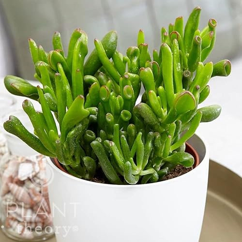 Plant Theory 18cm Money Jade Tree Crassula Ovata Hobbit Friendship Tree Plant 12cm Pot