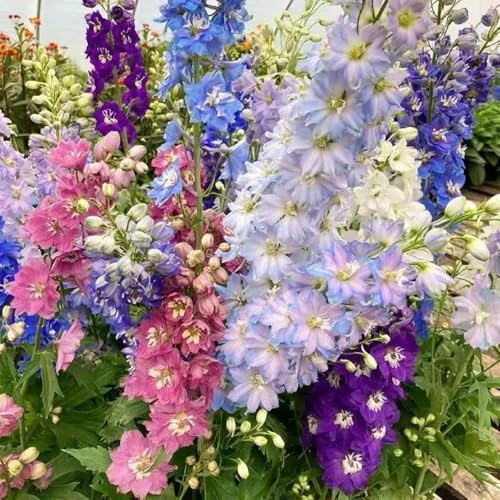 semi di delphinium interno 300pcs