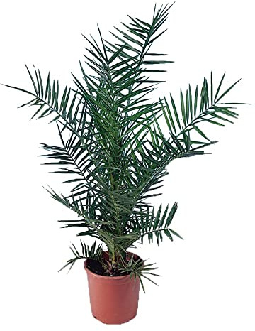 Palma Fénix Natural Plamera Canaria - Planta de Exterior que Puede Alcanzar una Gran Altura