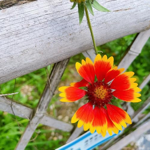 kokardenblume staude winterhart samen - saatgut blumenbeet, exotische pflanzen winterhart kokardenblume samen, ausgefallene geschenke, bodendecker winterhart mehrjährig 300pcs