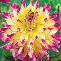 Zoey Rey Cactus Flowering Dahlia Bulb, Root,Flowers, SeedsBulbsPlants&More