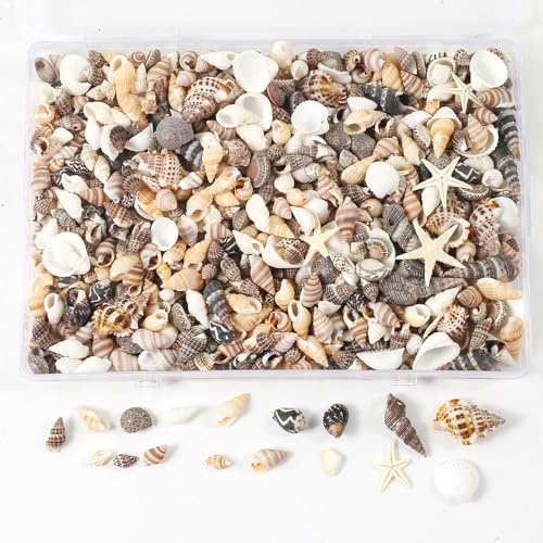 DAHI 1200pcs Mini Shells Decoration Mixed Tiny Shells Starfish Set for DIY | Natural Sea Shells, No Holes Beach Shells Ornament for Ocean Party Wedding Decor Vase Fillers & Fish Tank Supplies