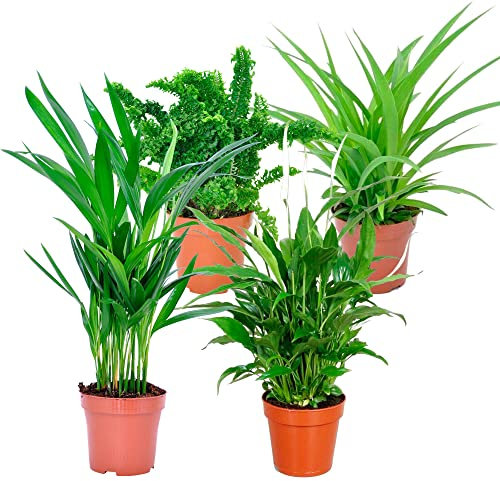 Set Plantas Interior DECOALIVE: Spathiphyllum, Palmera, Helecho y Chlorophytum