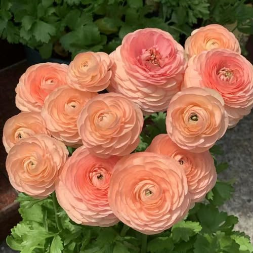 16 pz bulbi ranuncoli resistenti, da giardino per decorazione vegetale da uomo tuberi di ranuncolo I bulbi da fiore sono perenni, resistenti fiori decorazione giardino