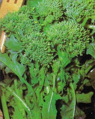 Rapini - Broccoli Raab -Toscana - Excellent shoots and Strong Production!!!!(1000 - Seeds)