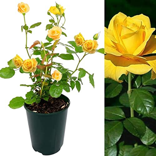 Rose Bush Sun Spinkles - Floribunda Yellow Rose Bush for The Garden in a 3Litre Pot (2)