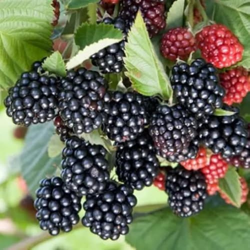 2 BlackBerry Plants Live for Planting, 4 to 8 Inch Height, BlackBerry Bush Live Plant, Sweet Blackberries Fruit Seedlings (Sweet Pie BlackBerry)