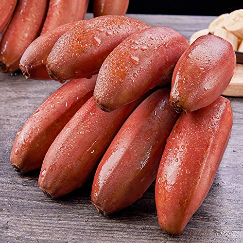 Benoon Bananensamen, 100 Stück/Beutel Bananensamen Schnelle Keimkrankheit Resistente Samen Bananentropische Samen Für Zu Hause Bananensamen