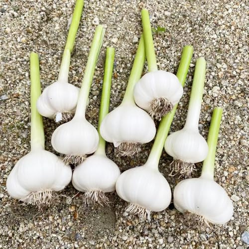 semi di aglio da balcone serra, medicinali aglio invernale biologici, balcone invernali, giardino 40pcs