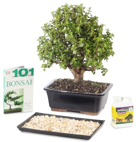 Brussel's Bonsai - Live Dwarf Jade Bonsai Tree in a Grower Bonsai Pot, Indoor Succulent Houseplant, 3 Years Old, 5-8 Inches Tall, Easy Care Plant for Home or Office (Small, Green)
