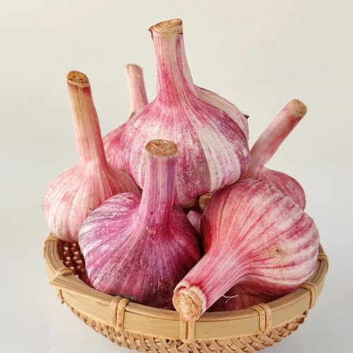 Semi d'aglio - regali sostenibili di aglio, rare giardino di semi esotiche da esterno da giardino sul balcone per aiuole rialzate roccioso 200pcs