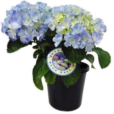 Hortensia (Hydrangea) Natural con Flores Azules o Blue Early
