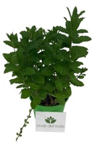 Menta, Mentha viridis o menta verde, Pianta aromatica prodotta da Vivai del Sole vaso diametro cm 14