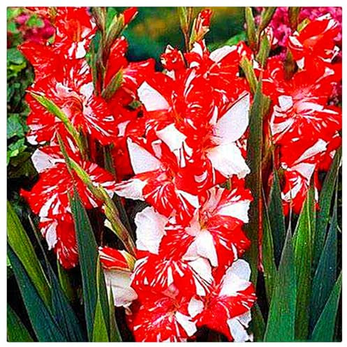 Gladiolenzwiebeln,Gladiolen,Gladiolen Zwiebeln Winterhart,Viele Blumen, Winterhart,Gladiolen Knollen,Gartenzwiebeln,FrüHblüHend, Zauberzwiebeln-10zwiebeln-B