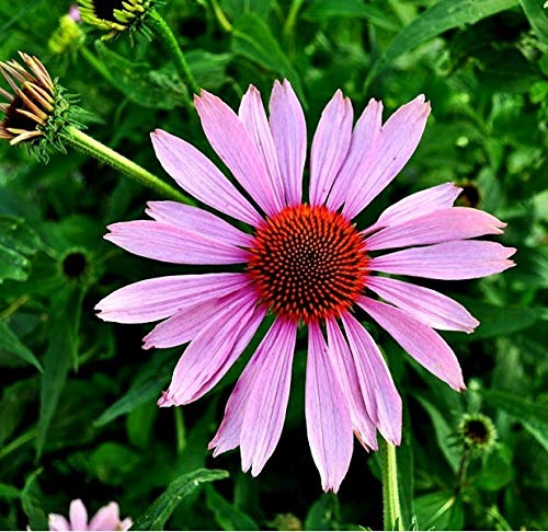 6 x Echinacea Purpurea - Perenni Vaso 9cm x 9cm