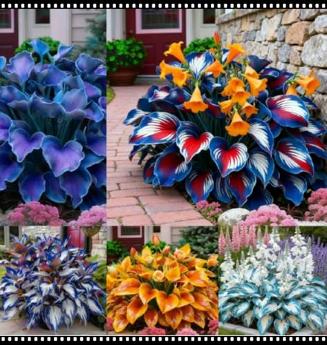 Facile Da Mantenere Bellissimo Giardino hosta rari Crescita Rapida-6bulbi-a
