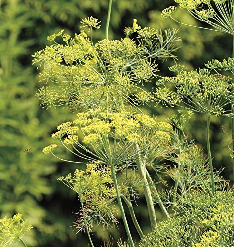 Bouquet d'aneto Semi 250 SEMI