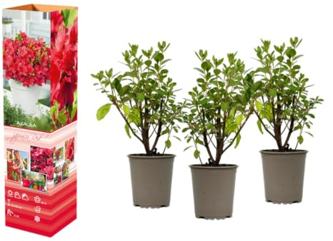 Azalée rhododendron Plante en pot de 20 à 38 cm dans un pot de 9 cm, plante compacte avec une couleur intense de fleurs (3, rouge)