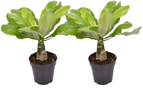 Plant in a Box - Brighamia Insignis - 2er Set - Vulkanpalme - Hawaii Palme - Topf 12cm - Höhe 25-35cm