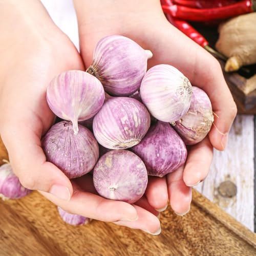 aglio biologico invernali piantare l'aglio varietà di tradizionali selvatiche serra cucina aromatiche verdi da giardino 100semi