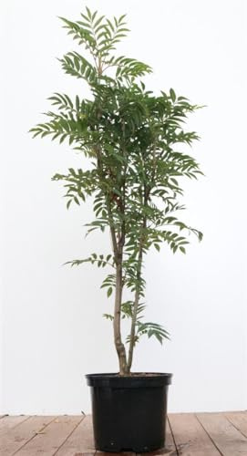 Sorbus aucuparia 'Autumn Spire' 80–100 cm – Winterhart, Mehrjährig, Pflegeleicht – Säulen-Eberesche – Zierbaum für Garten & Vorgarten