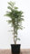 Sorbus aucuparia 'Autumn Spire' 80-100 cm - Säulen-Eberesche, weiße Blüten, Blütezeit Mai-Juni, ideal für kleine Gärten, pflegeleicht und winterhart