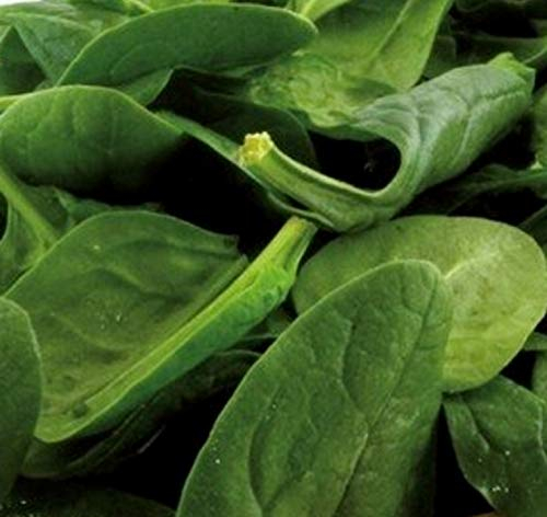 Spinat 2 kg frische Saat – Ideal als Gründünger für 180 m² Fläche