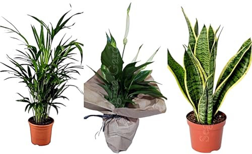 Pack 3 Plantas Purificadoras del aire. Areca + Espatifilo + Sanseviera