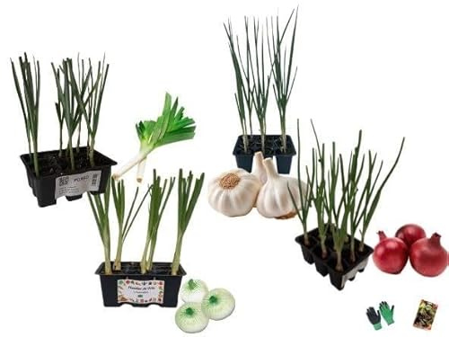 P. Piantine da orto,Box sapori forti composto da 33 piante vere da giardino,Porro, Aglio, Cipolla bianca e Cipolla rossa.