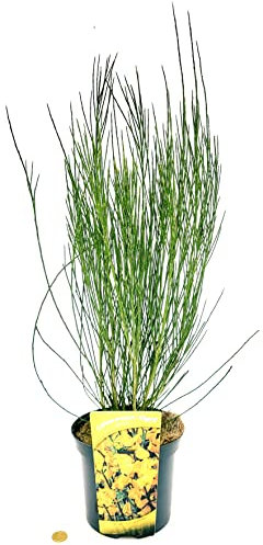 POWERS TO FLOWERS - GINESTRA GIALLA XL, VASO 20CM DIAMETRO, pianta vera