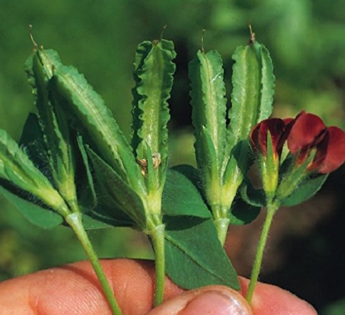 Pois Asperges - 50 Graines