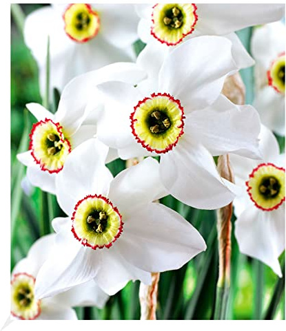 BALDUR Garten Narzisse Recurvus winterhart, 8 Zwiebeln Narcissus Osterglocke Blumenzwiebeln, pflegeleicht, blühend, Schnittblume, Narcissus poeticus