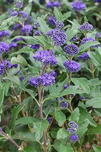 Bartblume Caryopteris clandonensis Kew Blue 40-60 cm Strauch winterhart