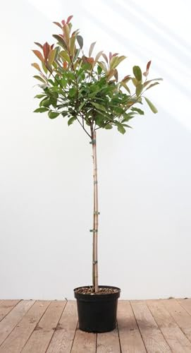 Photinia fraseri 'Red Robin' 80-100 cm Stammhöhe - Glanzmispel, rote Blattaustriebe, immergrün, ideal als Heckenpflanze, pflegeleicht und winterhart