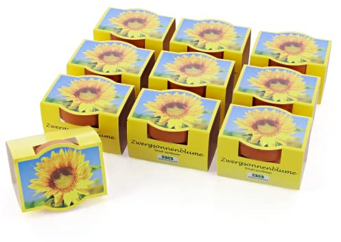 Bull & Bear 10er Set Mini-Pflanzset Zwergsonnenblumen, 10x Blumensamen im Topf 4,5cm, Mini Sonnenblumen als Anzuchtset mit Pflegeanleitung