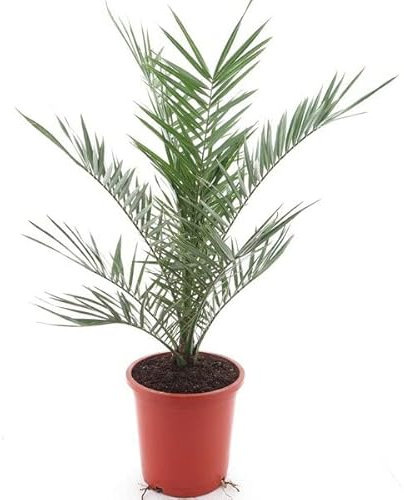 Palmera Canaria Natural Árbol de Apariencia Elegante Ideal para Jardines y Terrazas