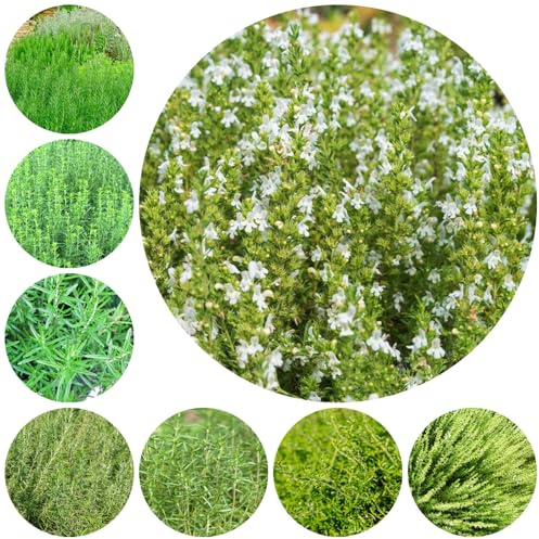 semillas de ajedrea perenne - jardín, variedades antiguas raras, resistentes exóticas balcón 420pcs